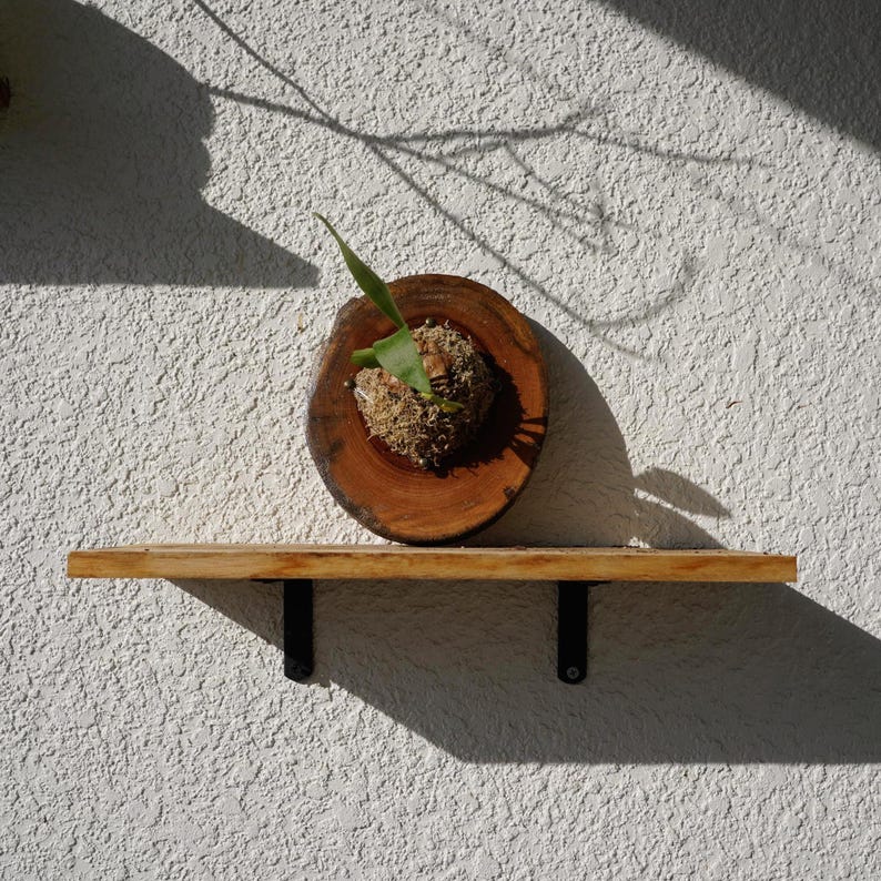 Wall Mounted Live Plant | Staghorn Fern | Real Natural Wood zdjęcie 9