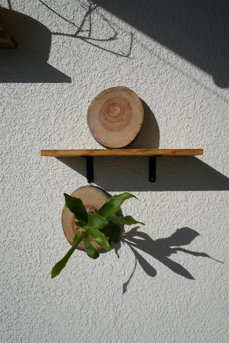 Wall Mount for Plants | Real Natural Wood | Cedar and Camphor | Sanded, Sealed | Staghorn Fern image 15