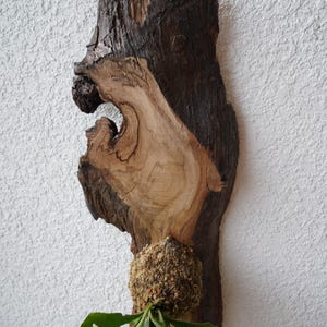 1 of 1 Collection - Wall Mounted Live Plant | Staghorn Fern | Extra Large Real Wood image 5