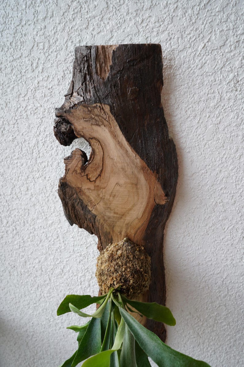 1 of 1 Collection - Wall Mounted Live Plant | Staghorn Fern | Extra Large Real Wood image 5
