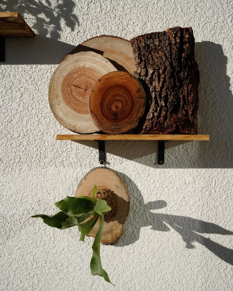 Wall Mount for Plants | Real Natural Wood | Cedar and Camphor | Sanded, Sealed | Staghorn Fern image 1
