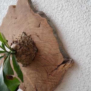 Wall Mounted Live Plant | Staghorn Fern | Real Natural Wood image 10