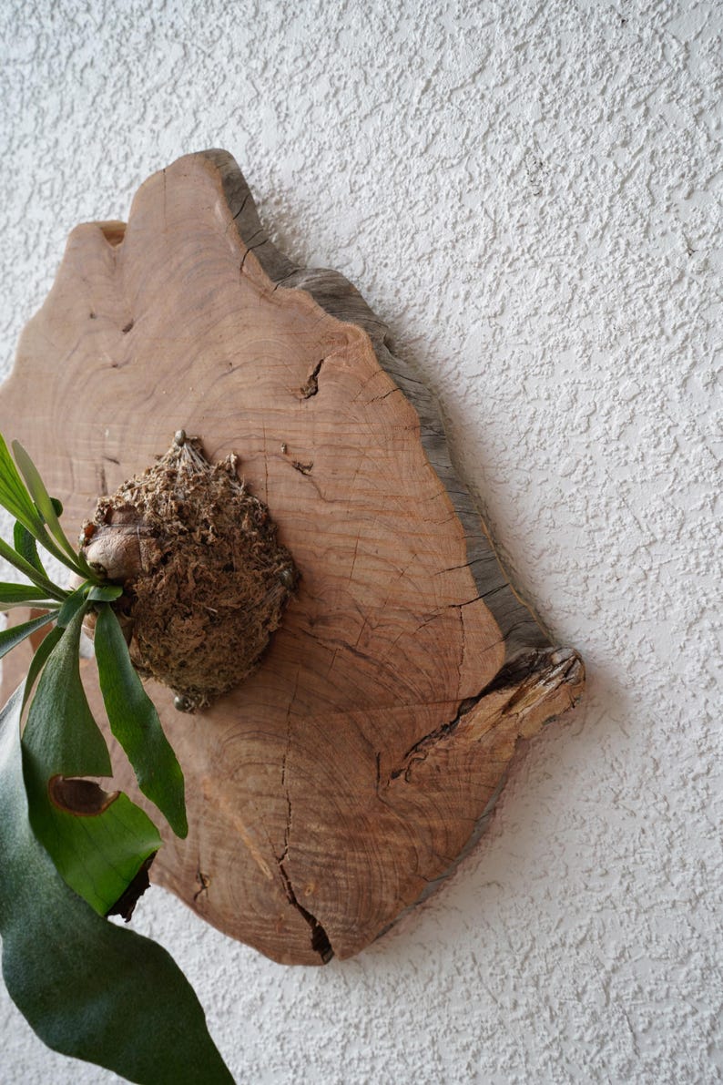 Wall Mounted Live Plant | Staghorn Fern | Real Natural Wood image 10