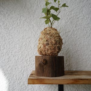 Kokedama Moss Balls | Various Plants | Pothos, Fern, Ivy | Comes with Natural Wood Base Variegated Ivy