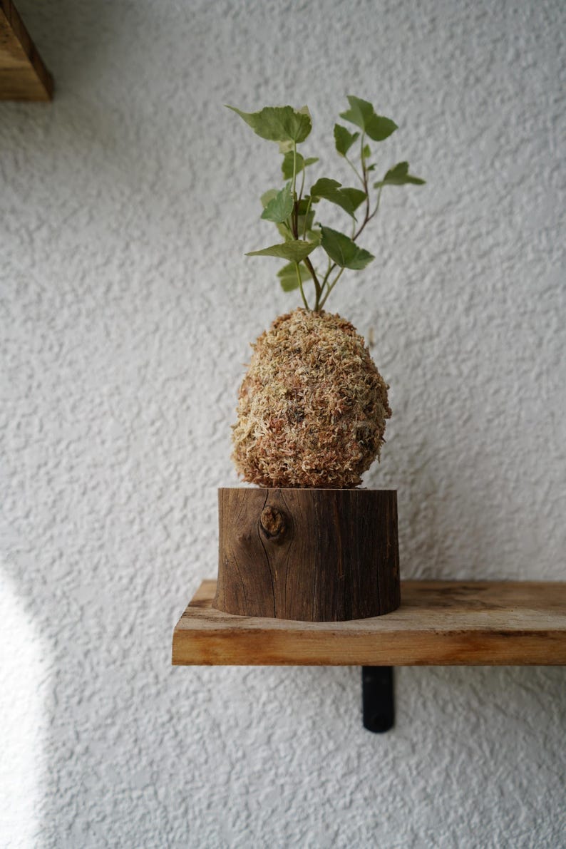 Kokedama Moss Balls | Various Plants | Pothos, Fern, Ivy | Comes with Natural Wood Base Variegated Ivy