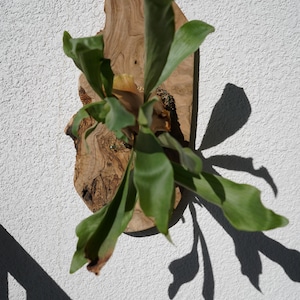 Pu&ograve; includere: Una felce a corna di cervo montata su una placca di legno naturale. La felce ha grandi fronde verdi a forma di corna. La placca di legno &egrave; marrone chiaro con un motivo di venature unico. La pianta &egrave; montata su un muro bianco strutturato, con ombre.