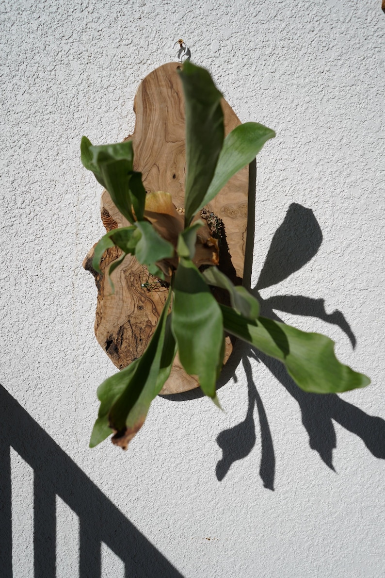 Pu&ograve; includere: Una felce a corna di cervo montata su una placca di legno naturale. La felce ha grandi fronde verdi a forma di corna. La placca di legno &egrave; marrone chiaro con un motivo di venature unico. La pianta &egrave; montata su un muro bianco strutturato, con ombre.