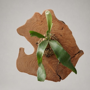 Wall Mounted Live Plant | Staghorn Fern | Real Natural Wood image 1