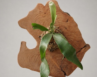 Wall Mounted Live Plant | Staghorn Fern | Real Natural Wood