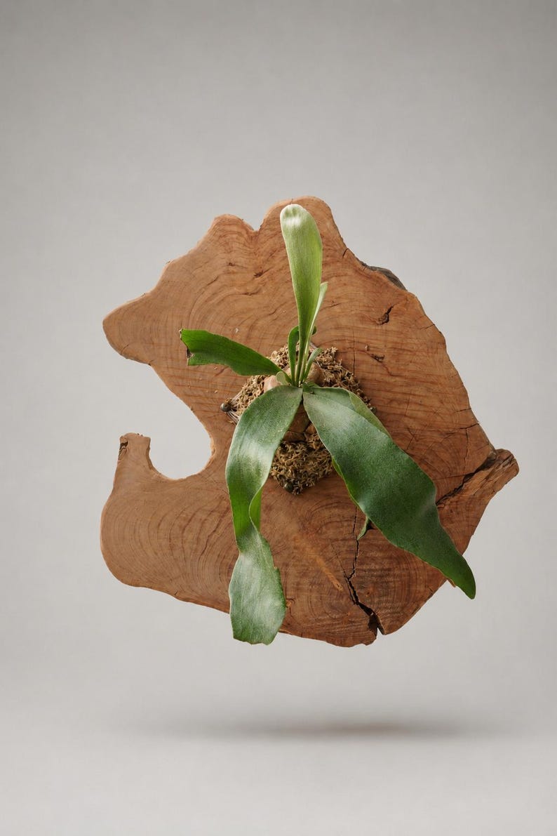 Wall Mounted Live Plant | Staghorn Fern | Real Natural Wood image 1