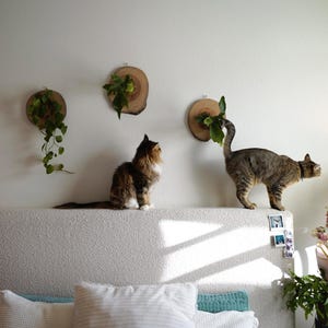 Wall Mounted Live Plant | Staghorn Fern | Real Natural Wood image 12