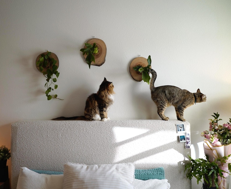 Wall Mounted Live Plant | Staghorn Fern | Real Natural Wood image 12