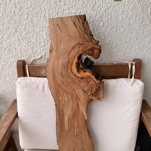 1 of 1 Collection - Wall Mounted Live Plant | Staghorn Fern | Extra Large Real Wood image 8