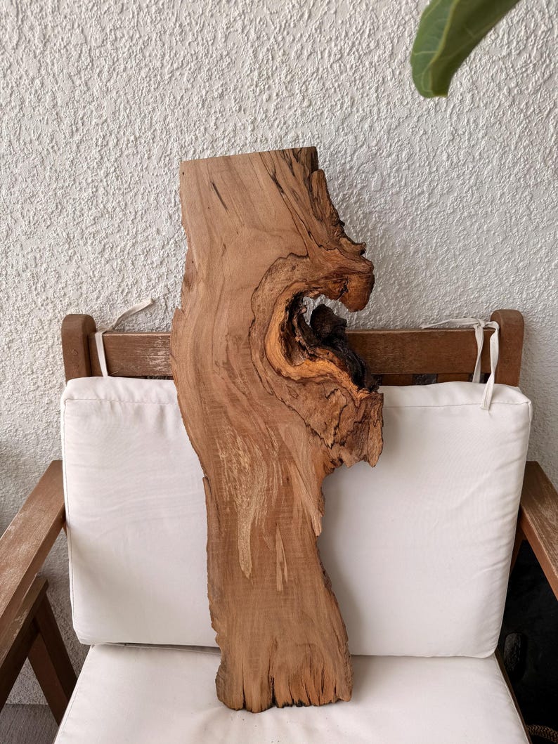 1 of 1 Collection - Wall Mounted Live Plant | Staghorn Fern | Extra Large Real Wood image 8