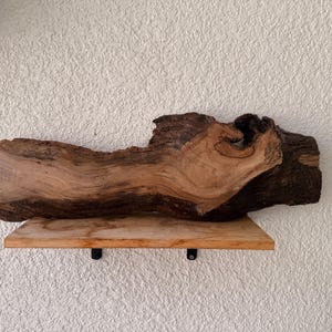1 of 1 Collection - Wall Mounted Live Plant | Staghorn Fern | Extra Large Real Wood image 4