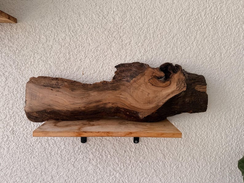 1 of 1 Collection - Wall Mounted Live Plant | Staghorn Fern | Extra Large Real Wood image 4