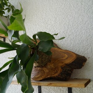 Wall Mounted Live Plant | Staghorn Fern | Extra Large Real Natural Wood immagine 12