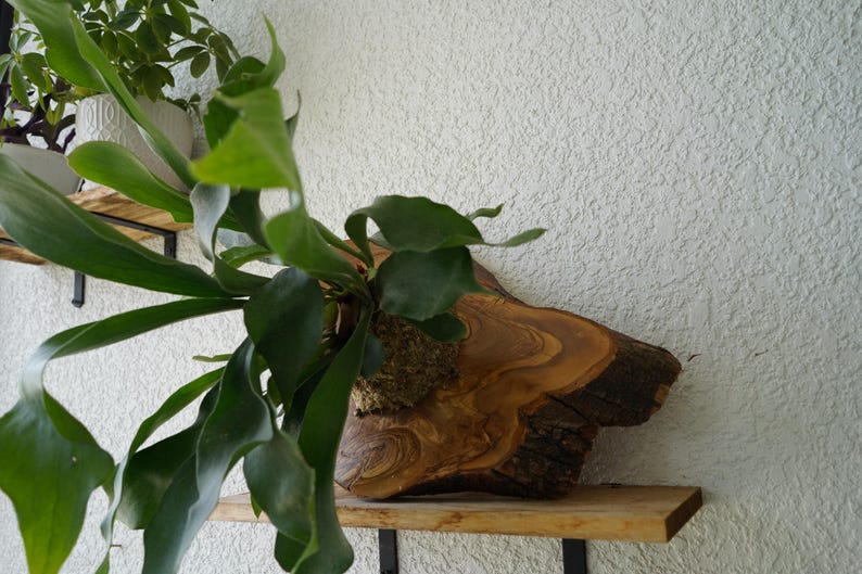 Wall Mounted Live Plant | Staghorn Fern | Extra Large Real Natural Wood immagine 12