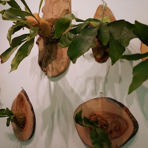 Wall Mounted Live Plant | Staghorn Fern | Real Natural Wood image 9