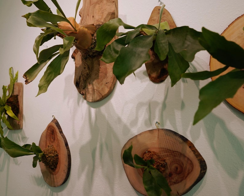 Wall Mounted Live Plant | Staghorn Fern | Real Natural Wood image 9