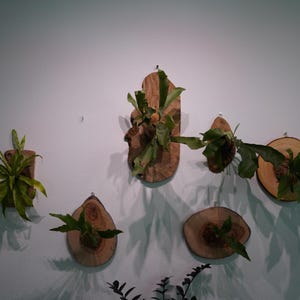 1 of 1 Collection - Wall Mounted Live Plant | Staghorn Fern | Extra Large Real Wood image 10