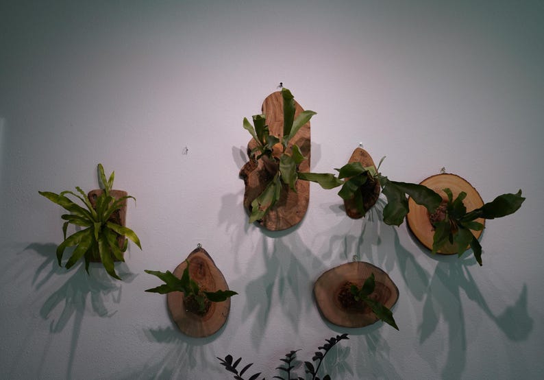 1 of 1 Collection - Wall Mounted Live Plant | Staghorn Fern | Extra Large Real Wood image 10