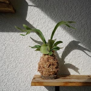 Kokedama Moss Balls | Various Plants | Pothos, Fern, Ivy | Comes with Natural Wood Base Fern Kokedama