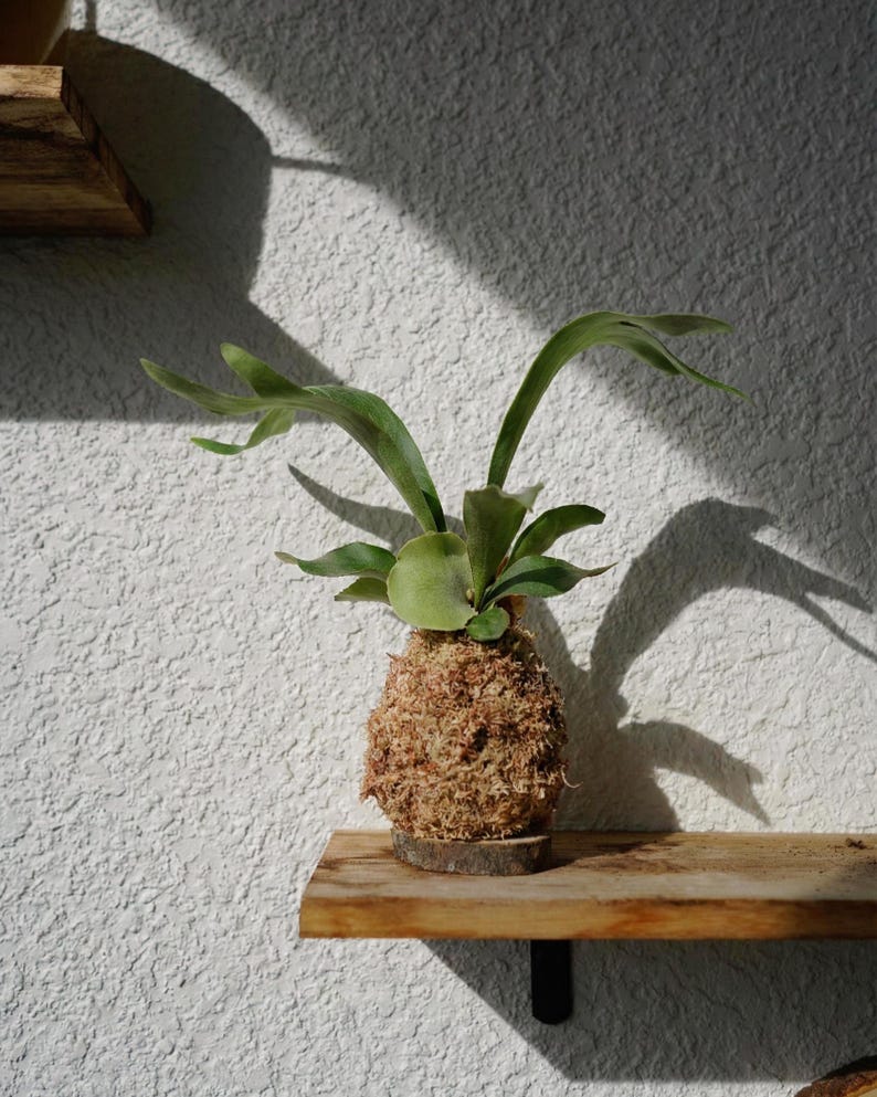 Kokedama Moss Balls | Various Plants | Pothos, Fern, Ivy | Comes with Natural Wood Base Fern Kokedama