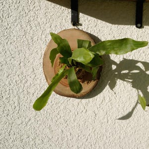 Wall Mounted Live Plant | Staghorn Fern | Real Natural Wood Small