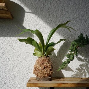 Wall Mount for Plants | Real Natural Wood | Cedar and Camphor | Sanded, Sealed | Staghorn Fern image 18