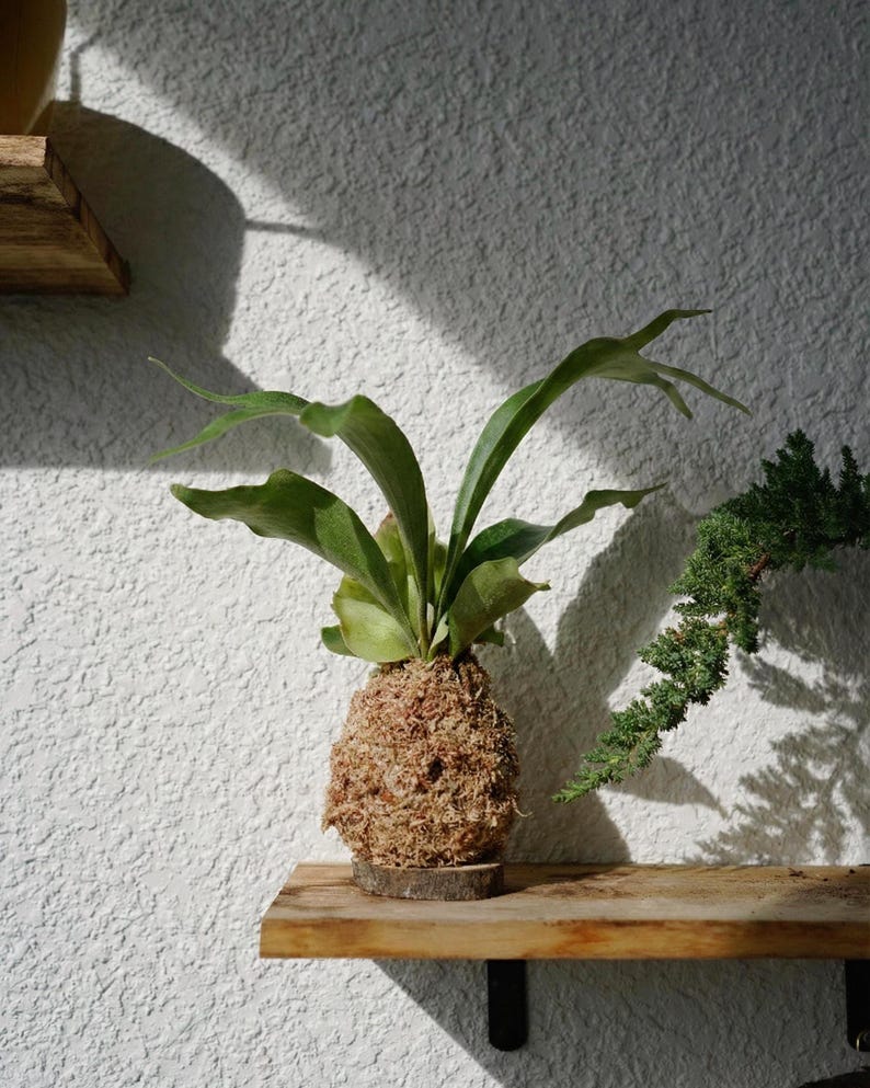 Wall Mount for Plants | Real Natural Wood | Cedar and Camphor | Sanded, Sealed | Staghorn Fern image 18