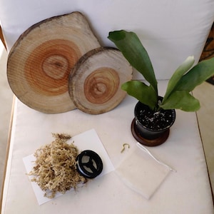May include: A staghorn fern in a black pot with a wooden base, two wooden slices, a small bag, a hook, a spool of wire, and a pile of moss. The wood slices have visible growth rings.