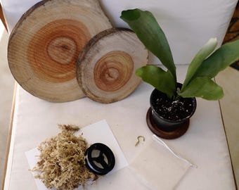 Real Wood Wall Mount Kit with Plant | Camphor Wood | Natural Sanded, Sealed | Staghorn Fern