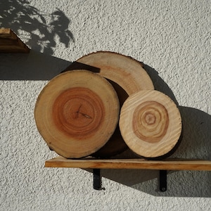 Wall Mount for Plants | Real Natural Wood | Cedar and Camphor | Sanded, Sealed | Staghorn Fern image 2