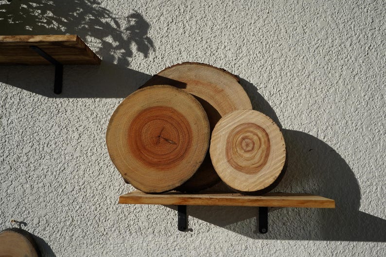 Wall Mount for Plants | Real Natural Wood | Cedar and Camphor | Sanded, Sealed | Staghorn Fern image 2