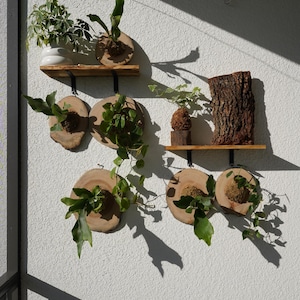 Wall Mount for Plants | Real Natural Wood | Cedar and Camphor | Sanded, Sealed | Staghorn Fern image 4