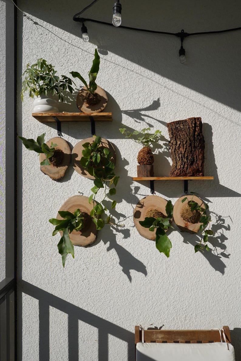 Wall Mount for Plants | Real Natural Wood | Cedar and Camphor | Sanded, Sealed | Staghorn Fern image 4