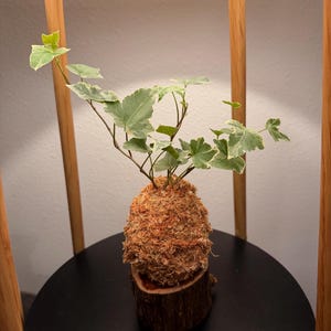May include: A Kokedama, a Japanese moss ball, featuring a small plant with green and white variegated leaves. The moss ball is set on a small, round wooden base. The plant is displayed on a black surface.