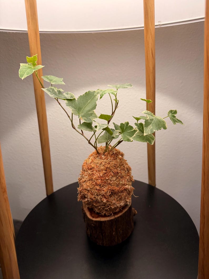 May include: A Kokedama, a Japanese moss ball, featuring a small plant with green and white variegated leaves. The moss ball is set on a small, round wooden base. The plant is displayed on a black surface.