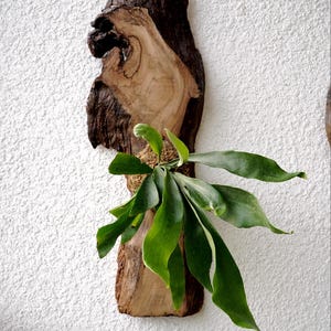1 of 1 Collection - Wall Mounted Live Plant | Staghorn Fern | Extra Large Real Wood image 2