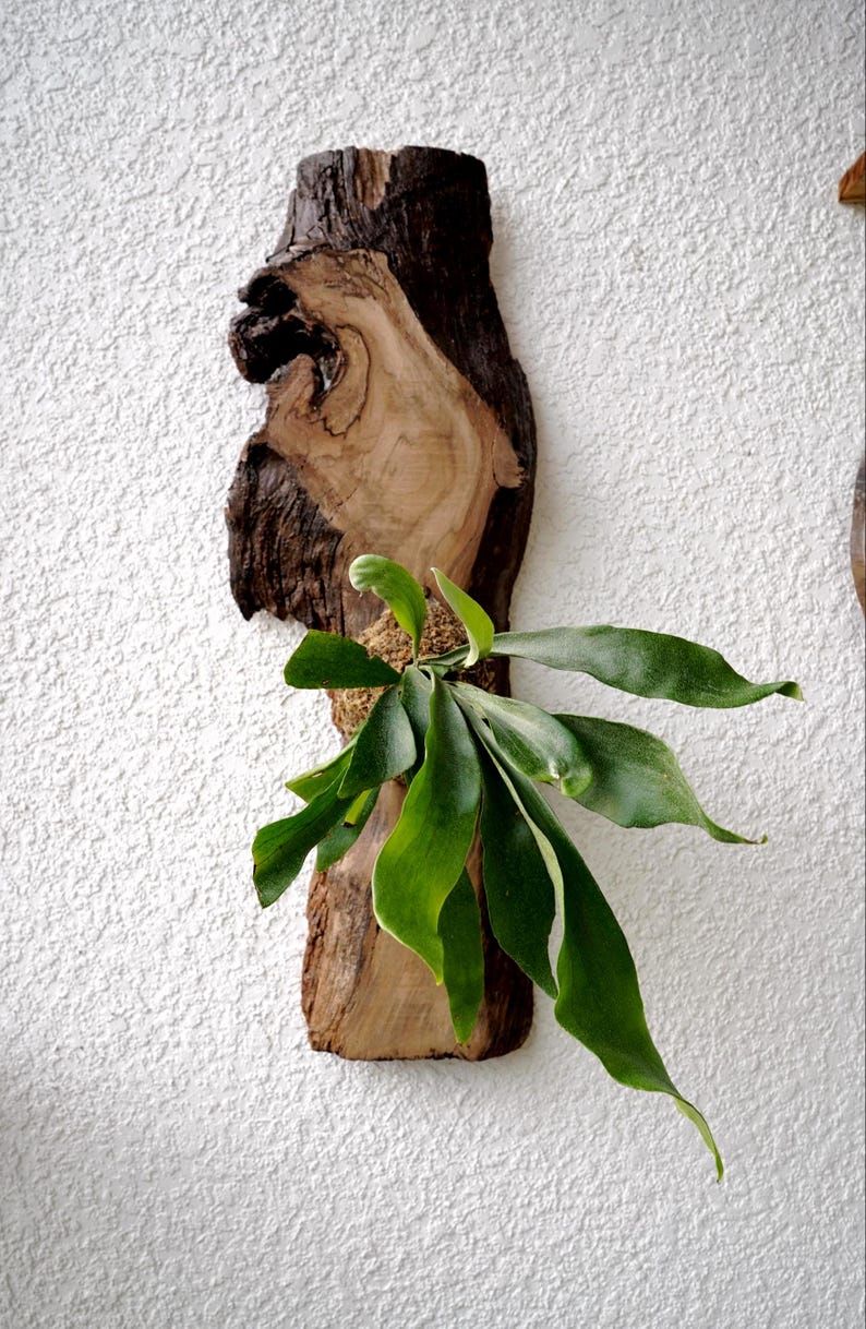 1 of 1 Collection - Wall Mounted Live Plant | Staghorn Fern | Extra Large Real Wood image 2