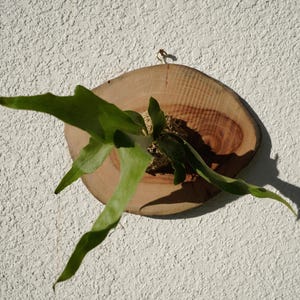 Wall Mounted Live Plant | Staghorn Fern | Real Natural Wood zdjęcie 10
