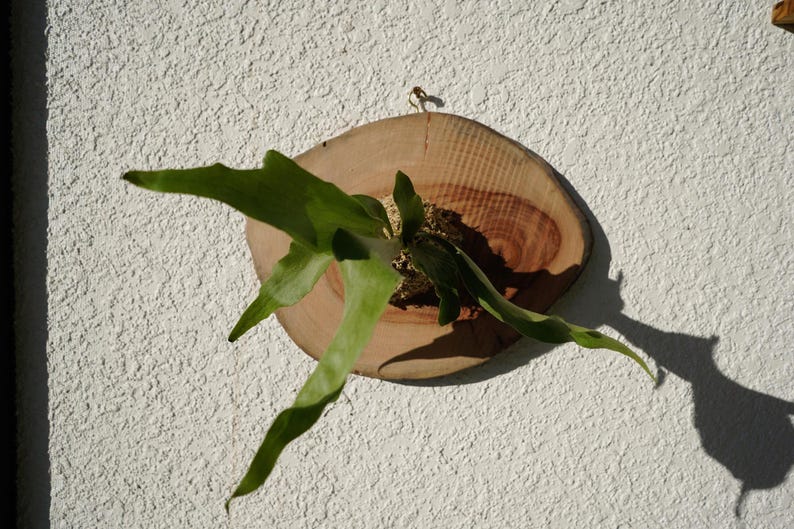 Wall Mounted Live Plant | Staghorn Fern | Real Natural Wood zdjęcie 10