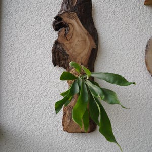 1 of 1 Collection - Wall Mounted Live Plant | Staghorn Fern | Extra Large Real Wood image 9