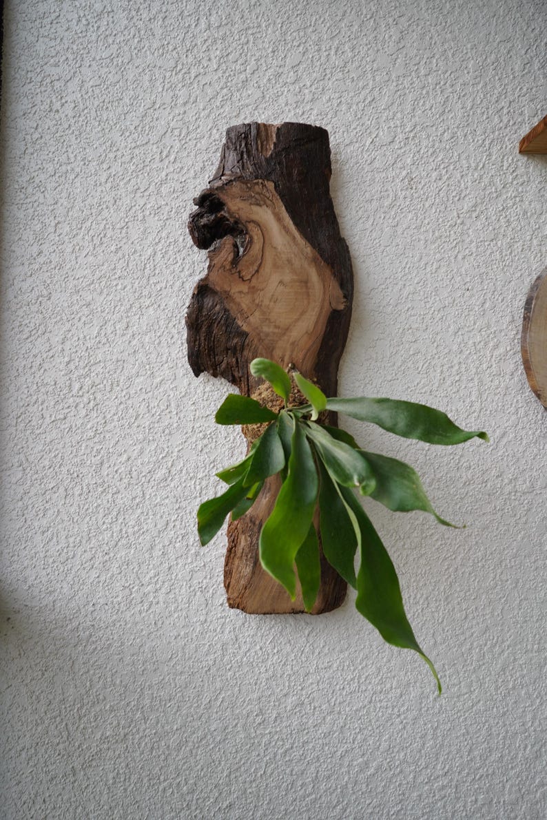 1 of 1 Collection - Wall Mounted Live Plant | Staghorn Fern | Extra Large Real Wood image 9