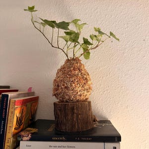 May include: A kokedama, a Japanese moss ball, featuring a small plant with green leaves. The plant is set on a wooden base, atop a stack of books. The kokedama is a unique, natural decorative item.