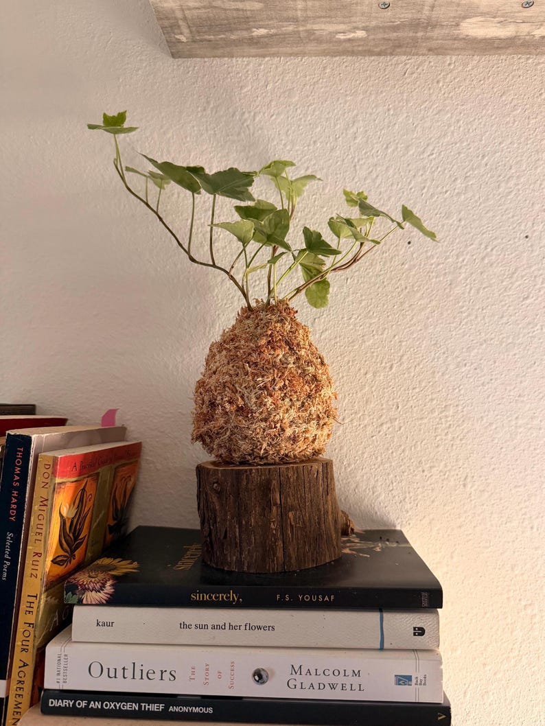 May include: A kokedama, a Japanese moss ball, featuring a small plant with green leaves. The plant is set on a wooden base, atop a stack of books. The kokedama is a unique, natural decorative item.