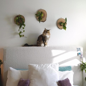 Wall Mounted Live Plant | Staghorn Fern | Real Natural Wood zdjęcie 11