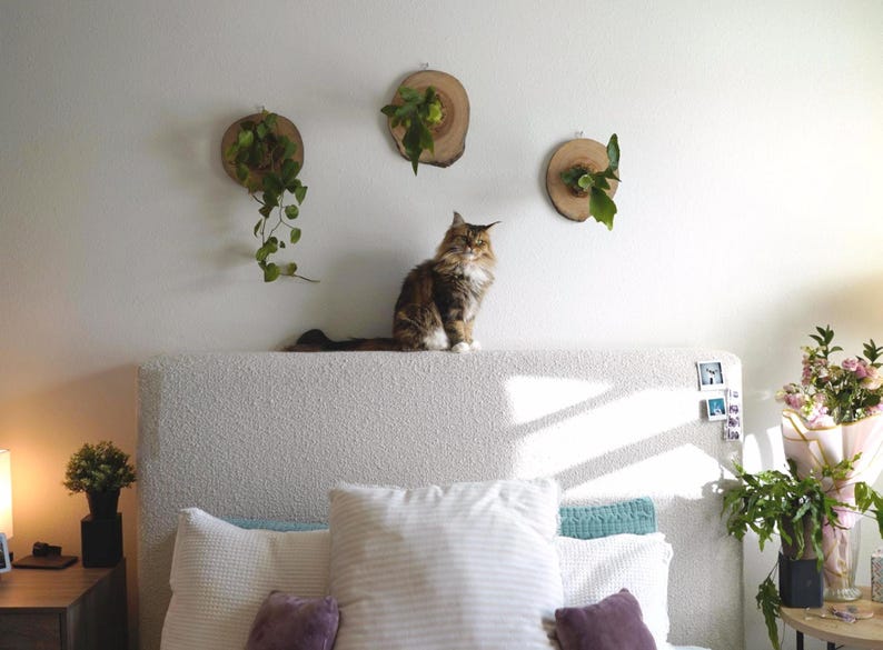 Wall Mounted Live Plant | Staghorn Fern | Real Natural Wood zdjęcie 11