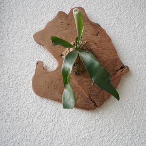 Wall Mounted Live Plant | Staghorn Fern | Real Natural Wood image 13